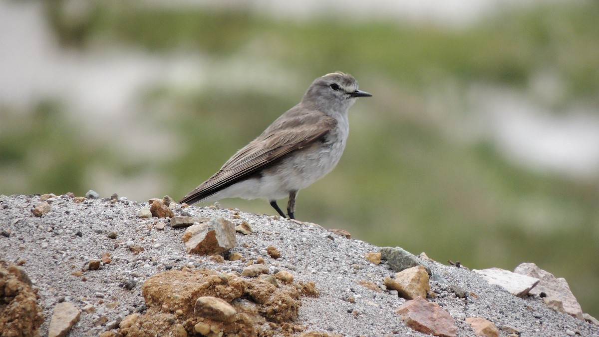 Ochre-naped Ground-Tyrant - ML137846231