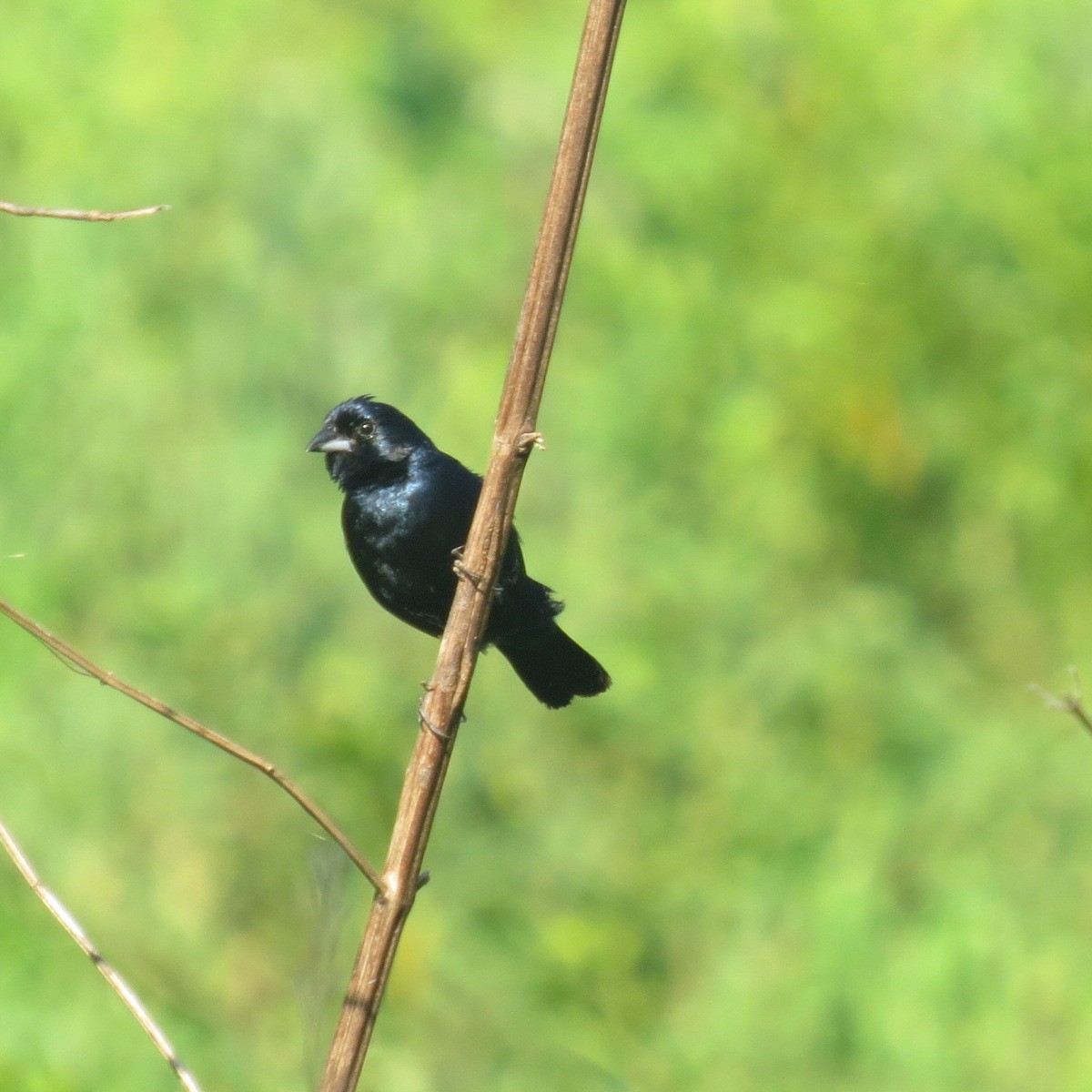 Blue-black Grassquit - Alán Palacios