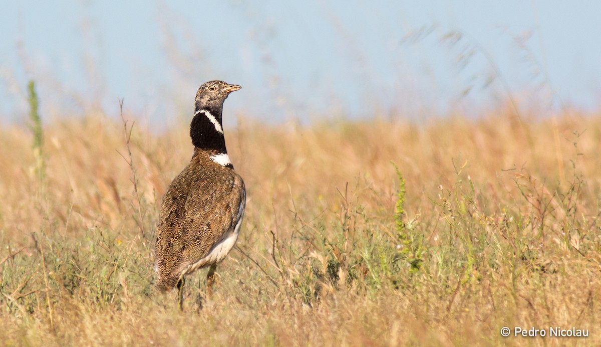 Little Bustard - Pedro Nicolau