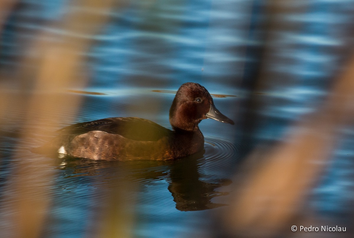 Ferruginous Duck - ML137851301