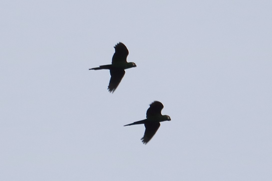 Chestnut-fronted Macaw - ML137851811