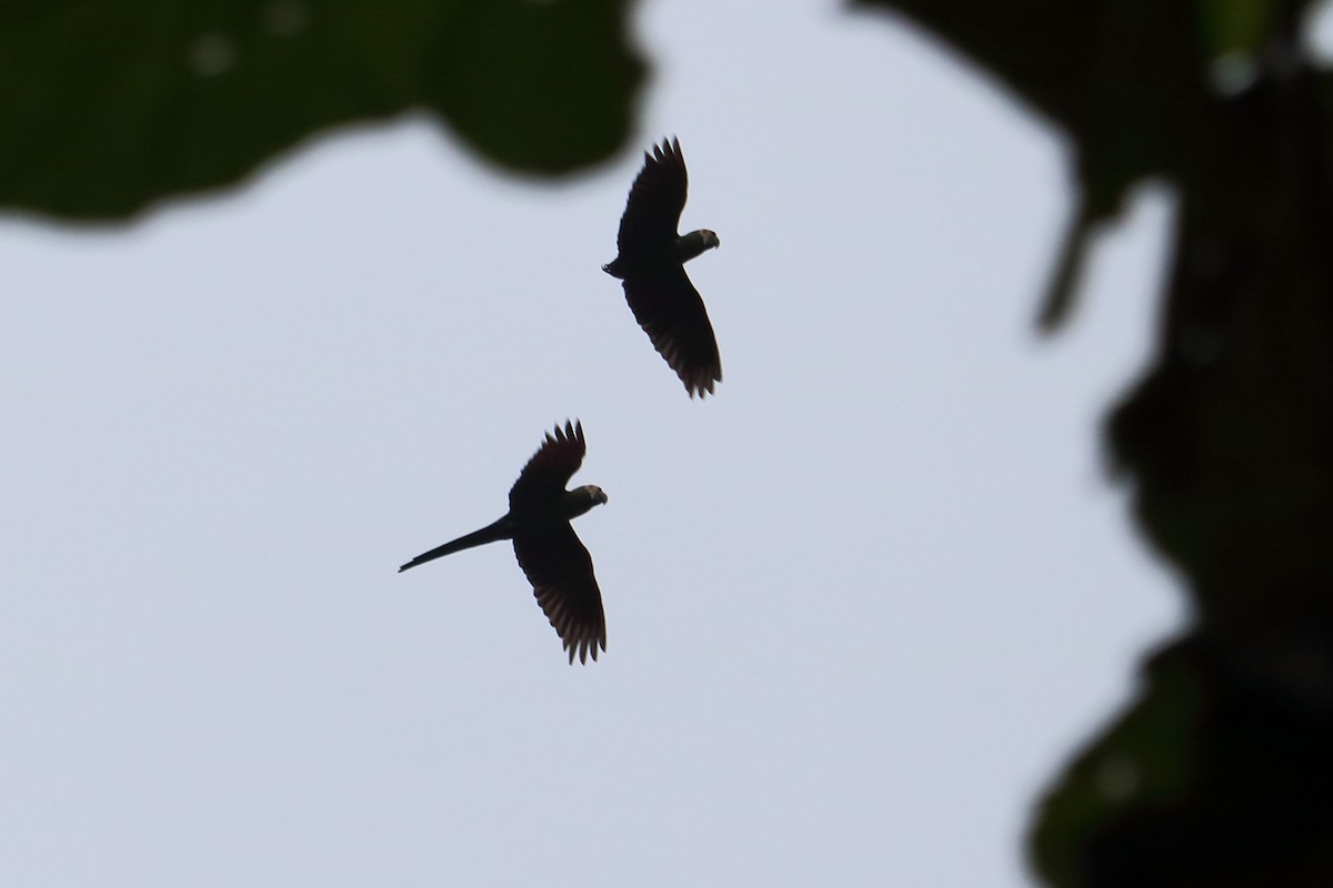 Chestnut-fronted Macaw - ML137851881