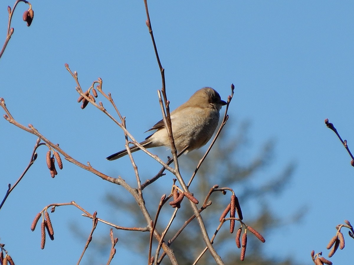 Alcaudón Boreal - ML137852421