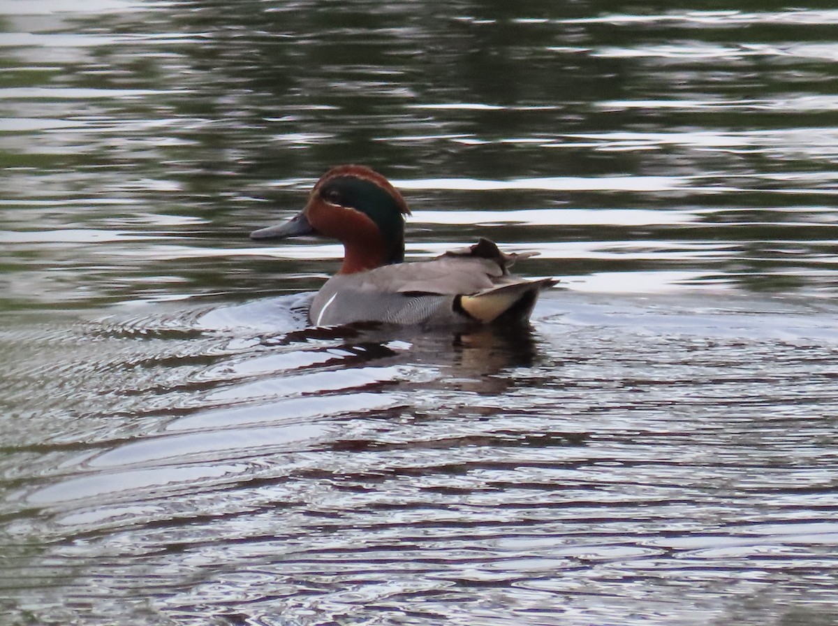 Green-winged Teal - Tom Austin