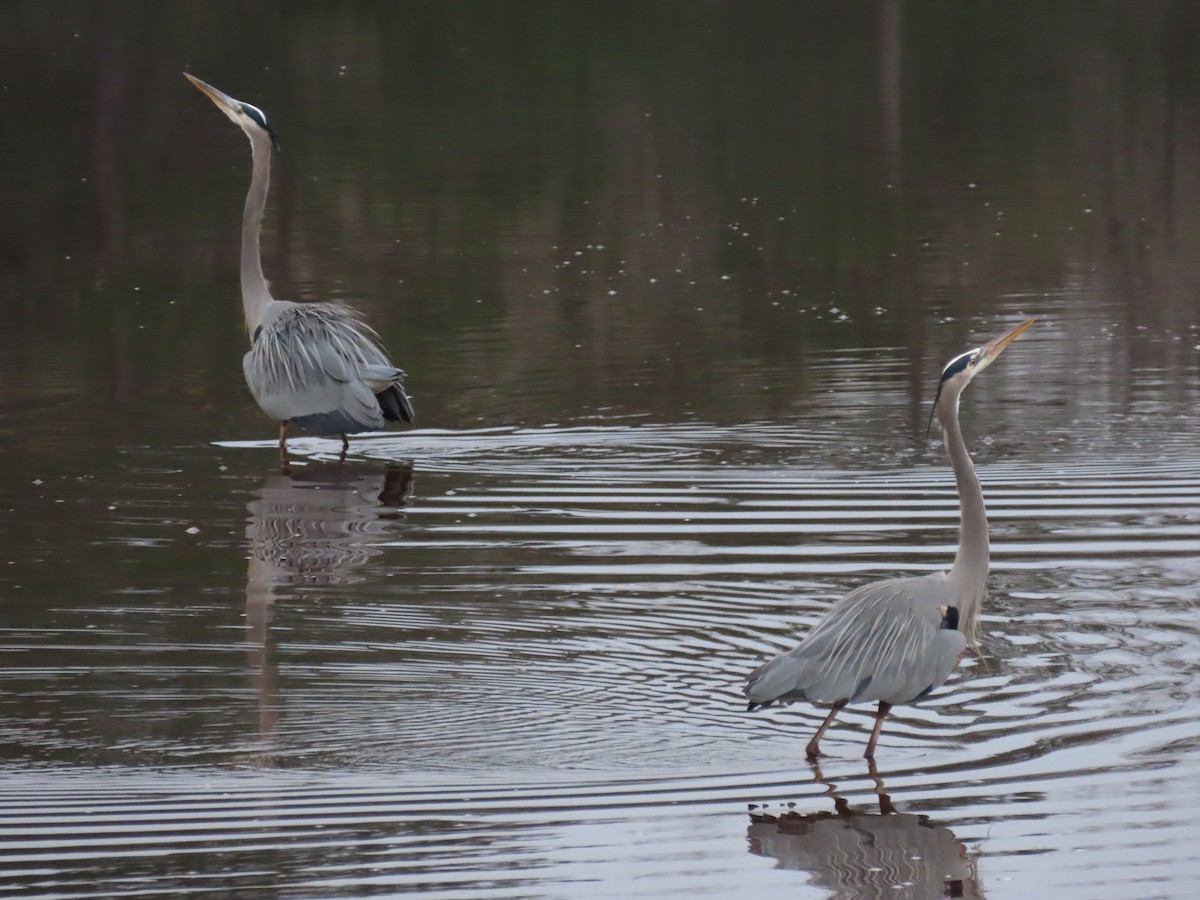 Great Blue Heron - Tom Austin