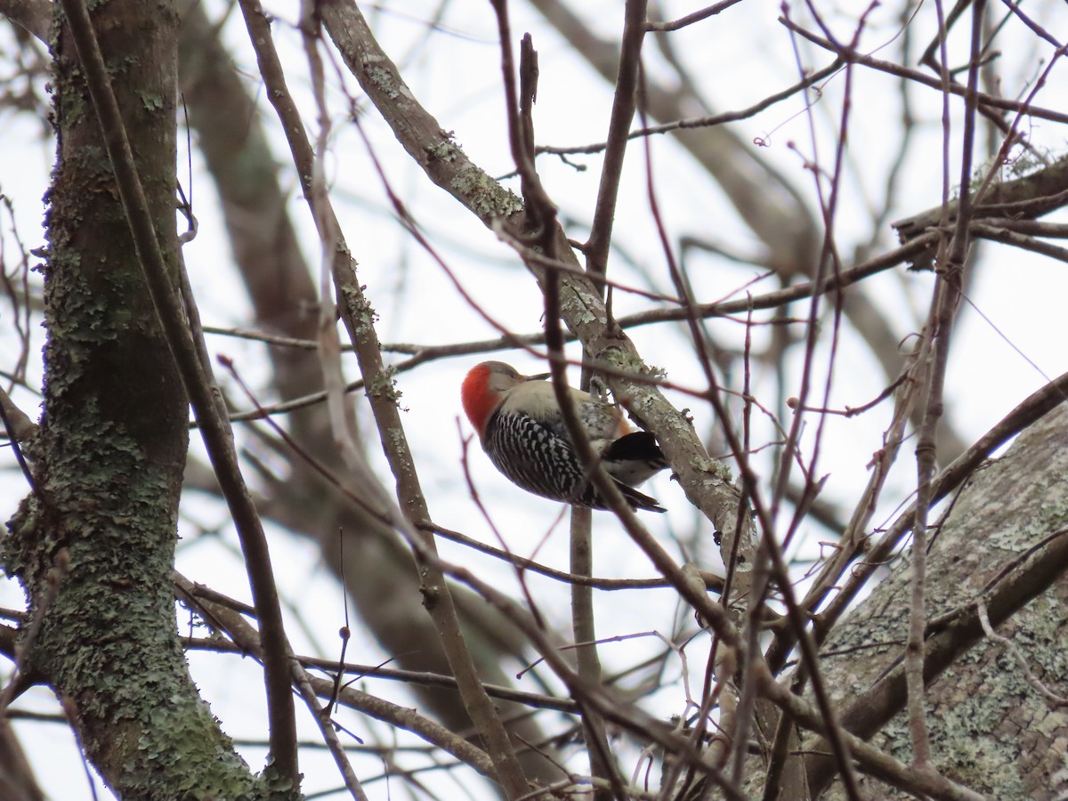 Red-bellied Woodpecker - Tom Austin