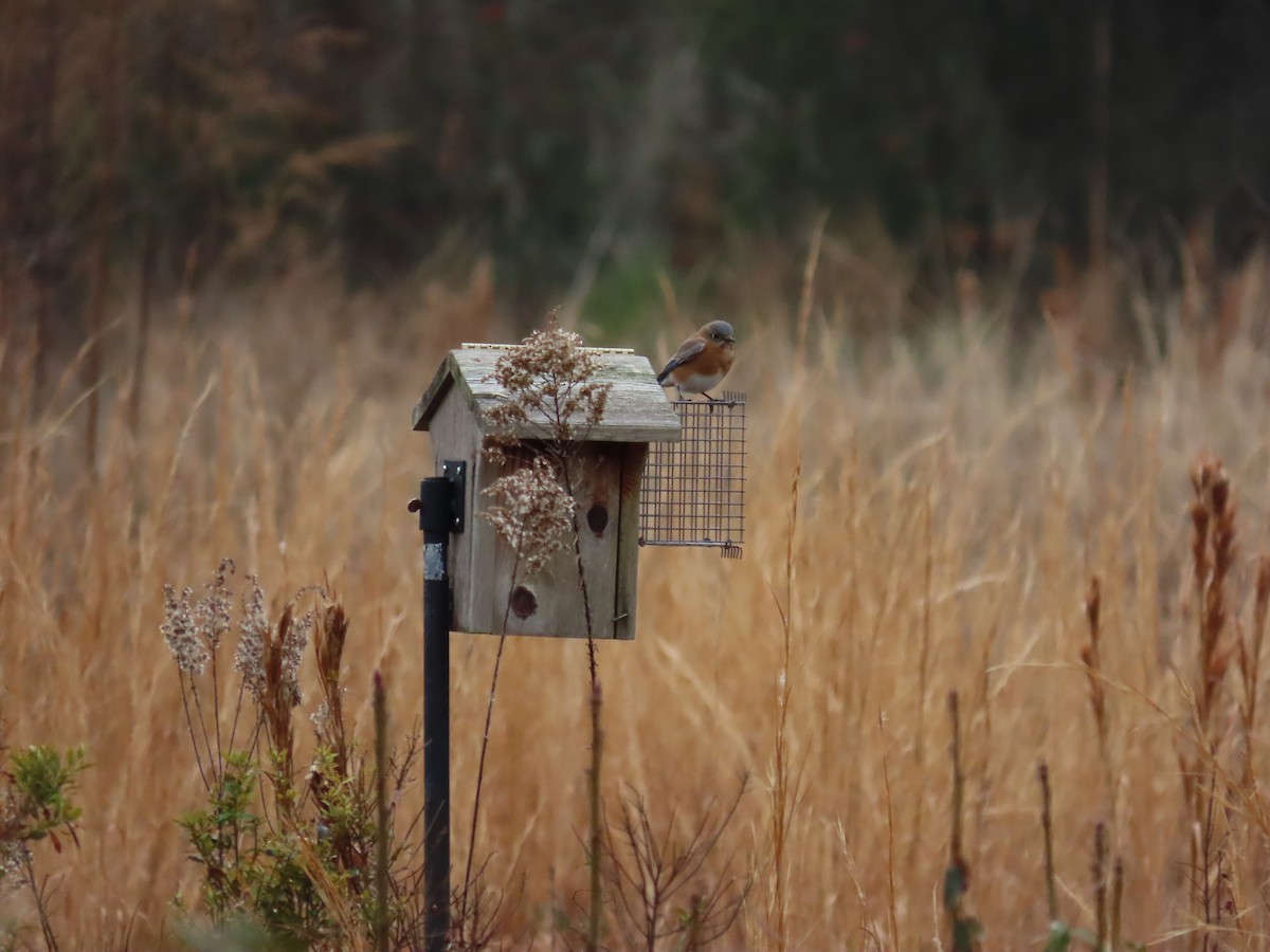 Eastern Bluebird - Tom Austin