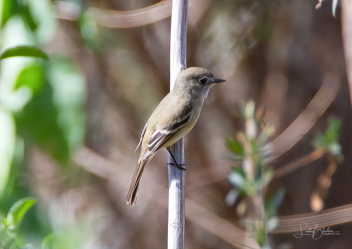 Dusky Flycatcher - ML137854851