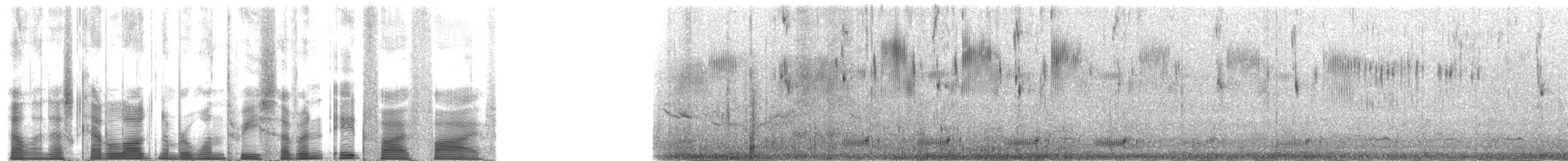 Bonaparte txirria - ML137855