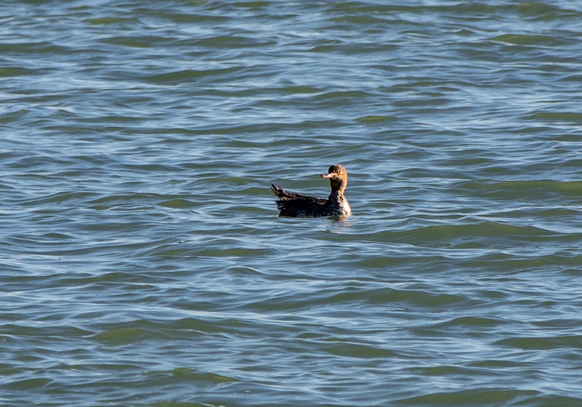 Red-breasted Merganser - ML137855641