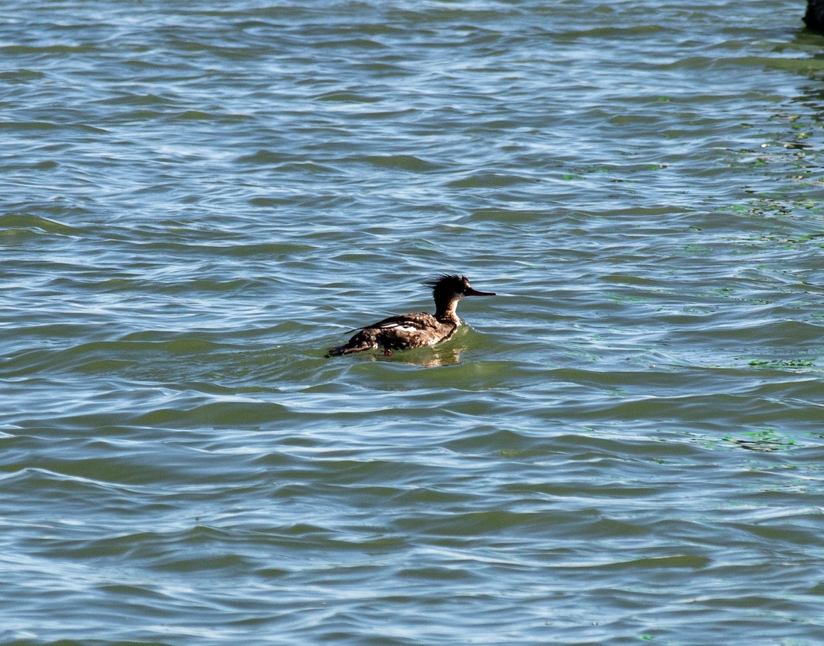 Red-breasted Merganser - ML137855651