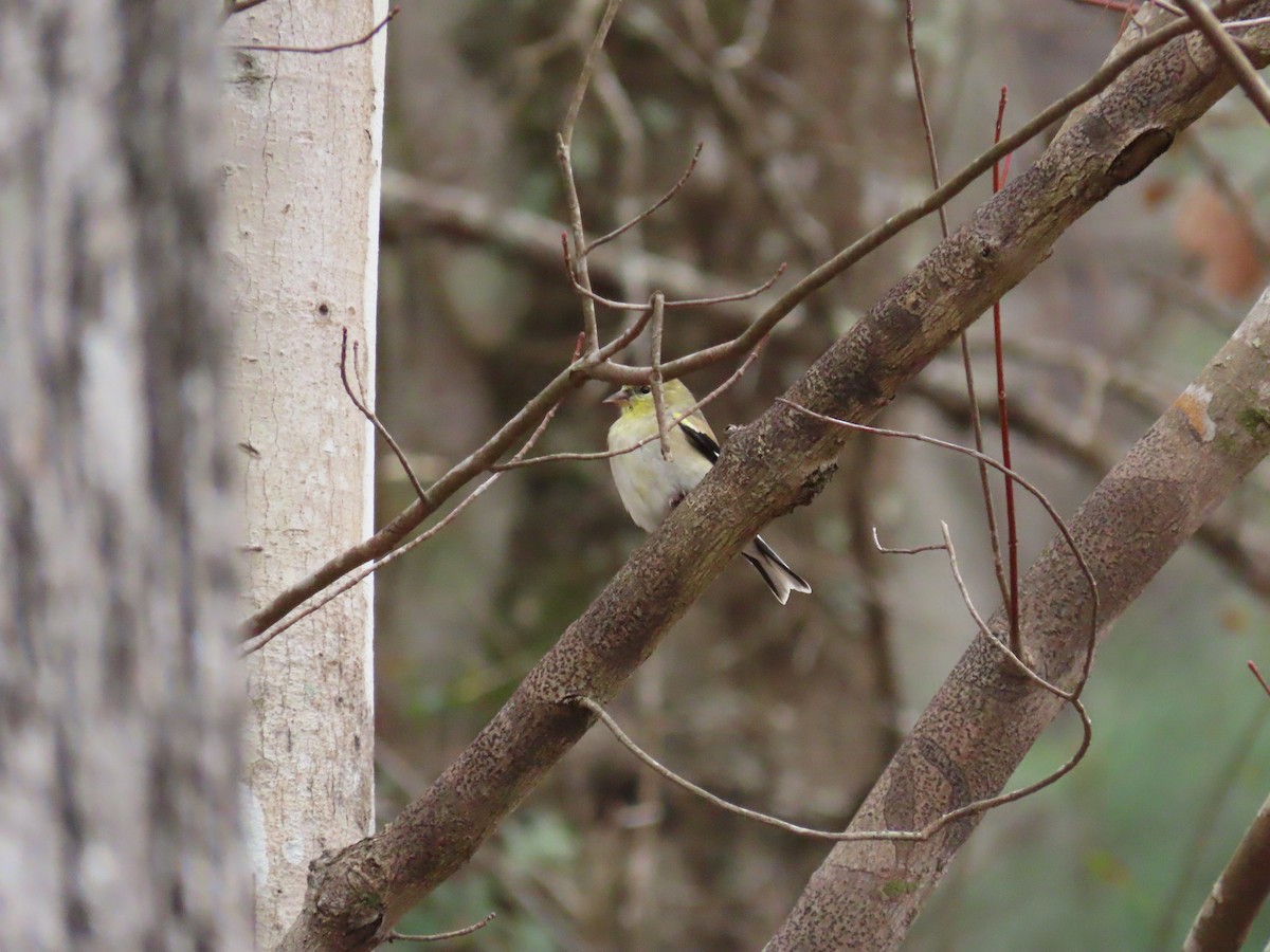 Chardonneret jaune - ML137856031