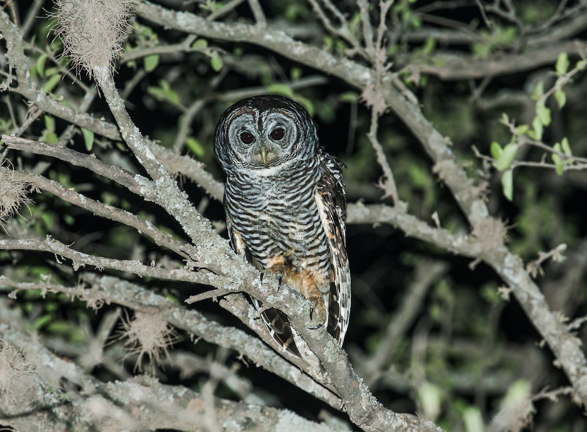 Chaco Owl - ML137857691