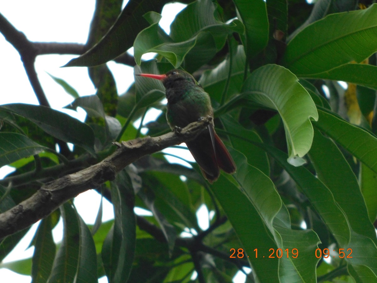 Rufous-tailed Hummingbird - ML137858391