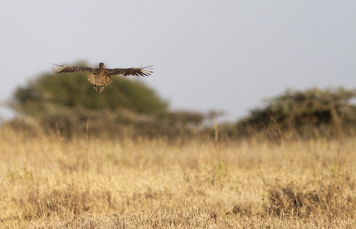 Yellow-necked Spurfowl - ML137860861