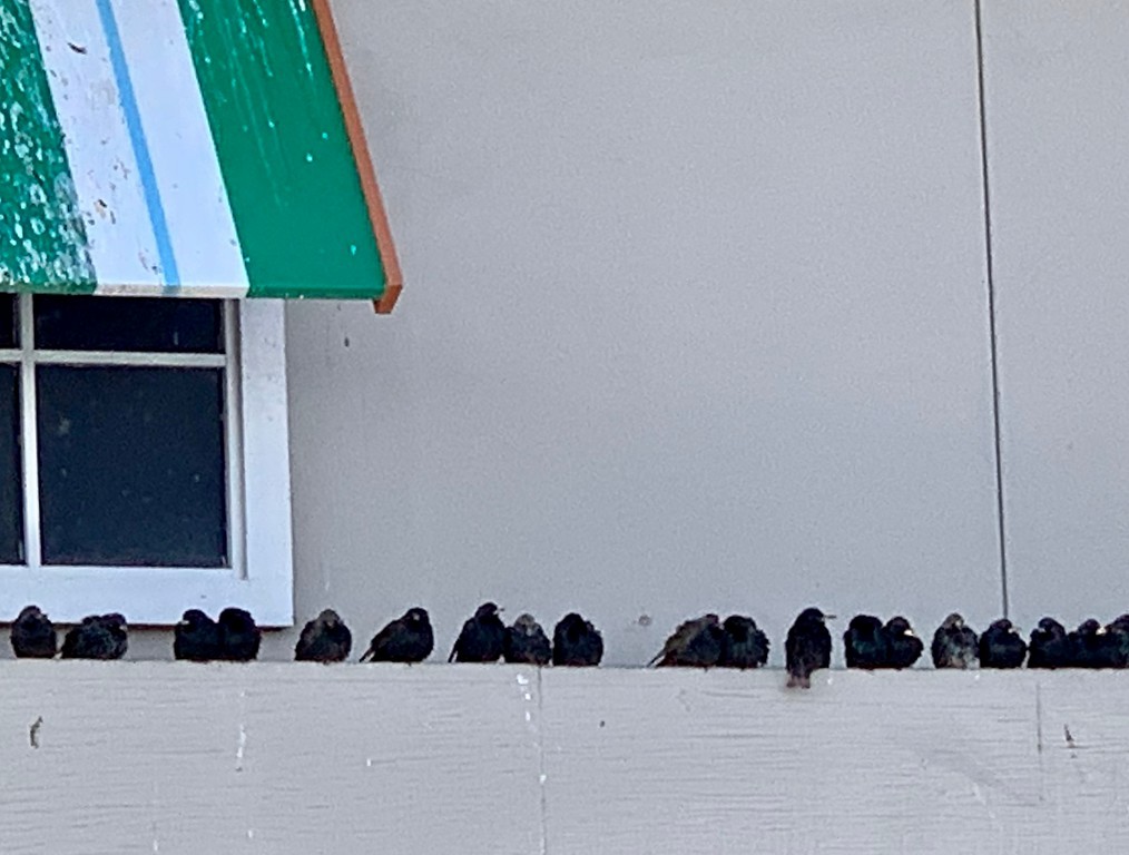 European Starling - ML137864031