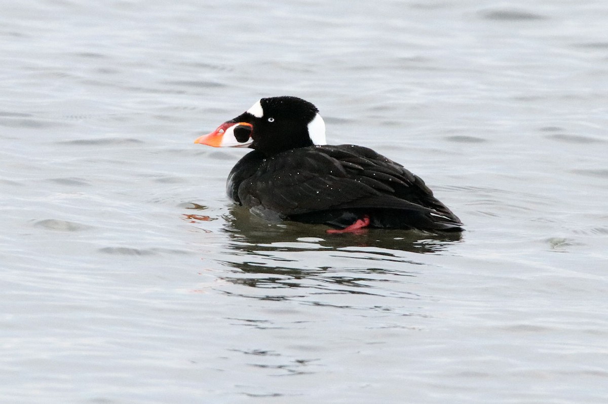 Surf Scoter - BRUCE FINNAN