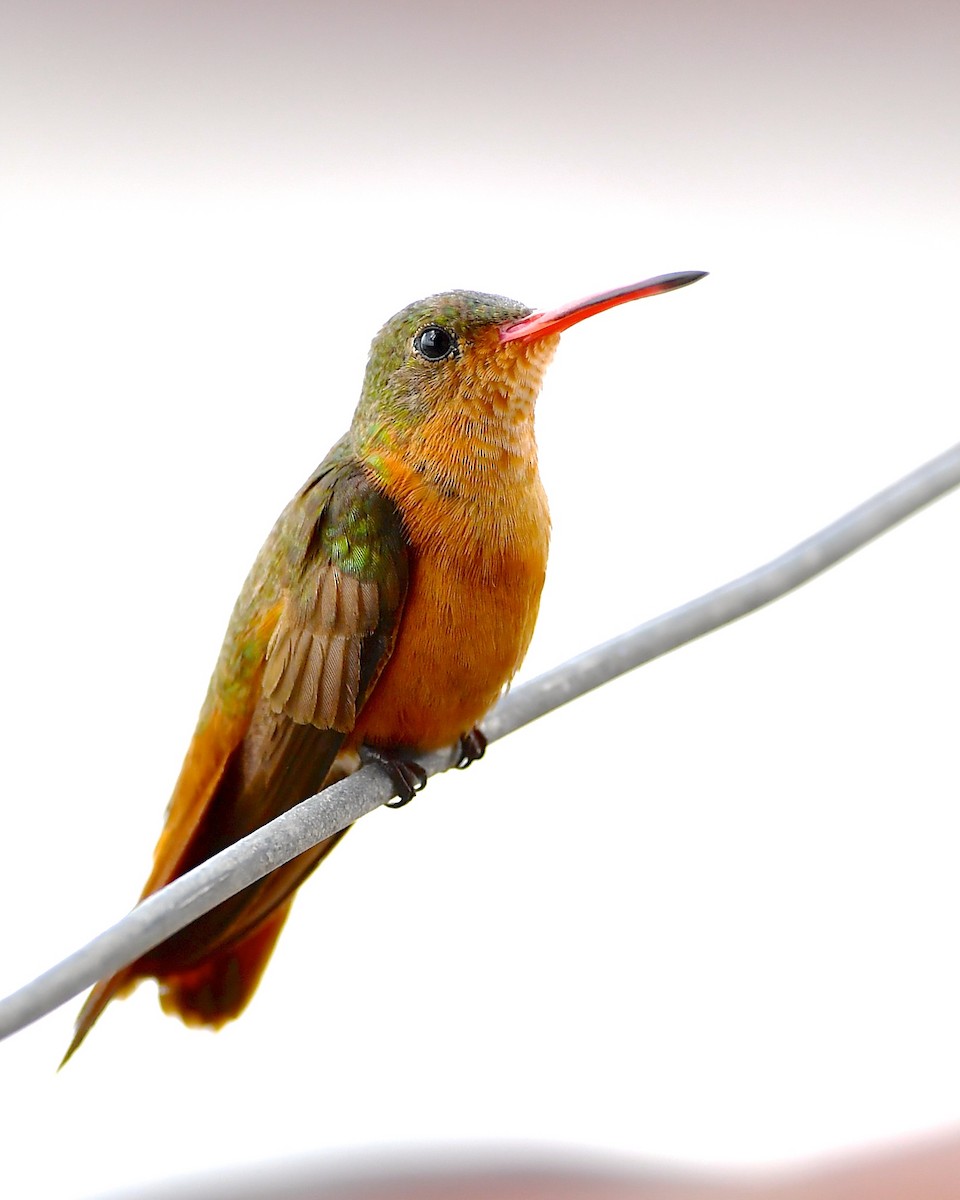kolibřík ryšavý - ML137869161