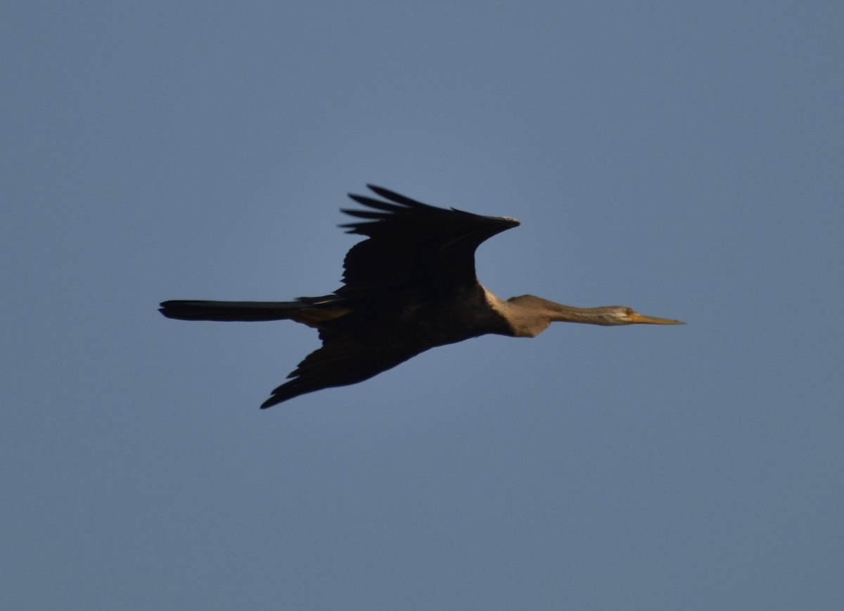 Oriental Darter - Lance Rathbone