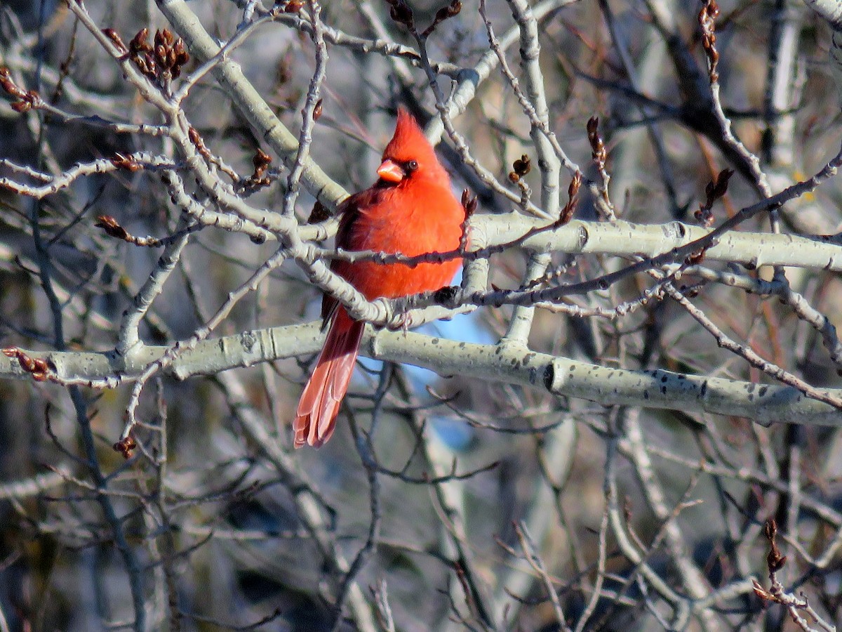 Cardinal rouge - ML137872001