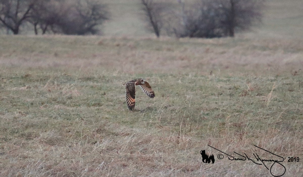 Short-eared Owl - ML137872021