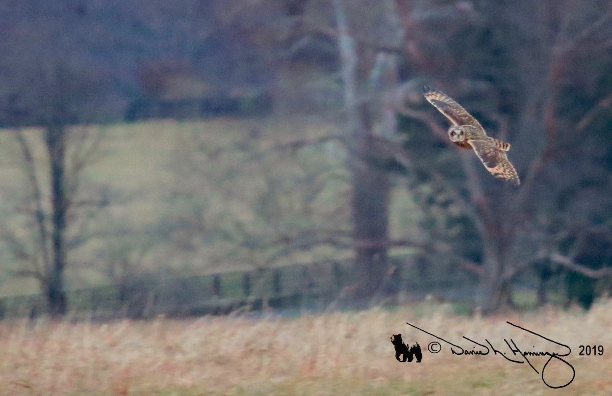 Short-eared Owl - ML137872071