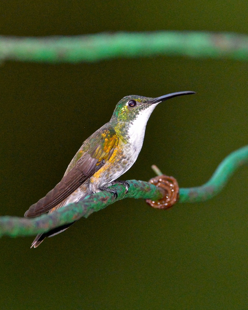 White-chested Emerald - Gerald Friesen