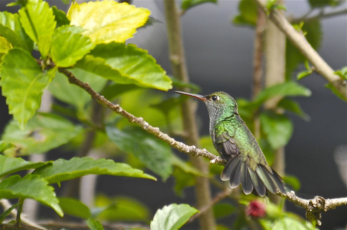 kolibřík zrcadlový - ML137874701