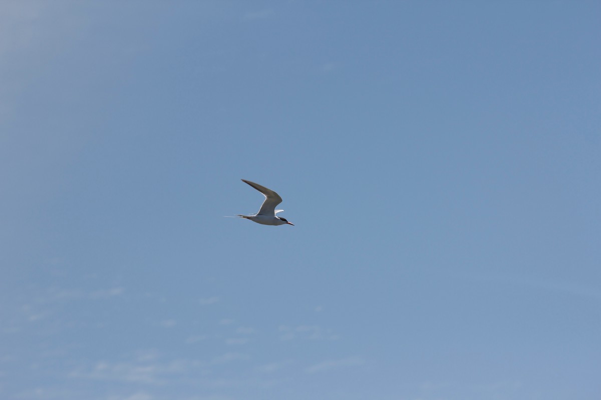 Forster's Tern - ML137874921