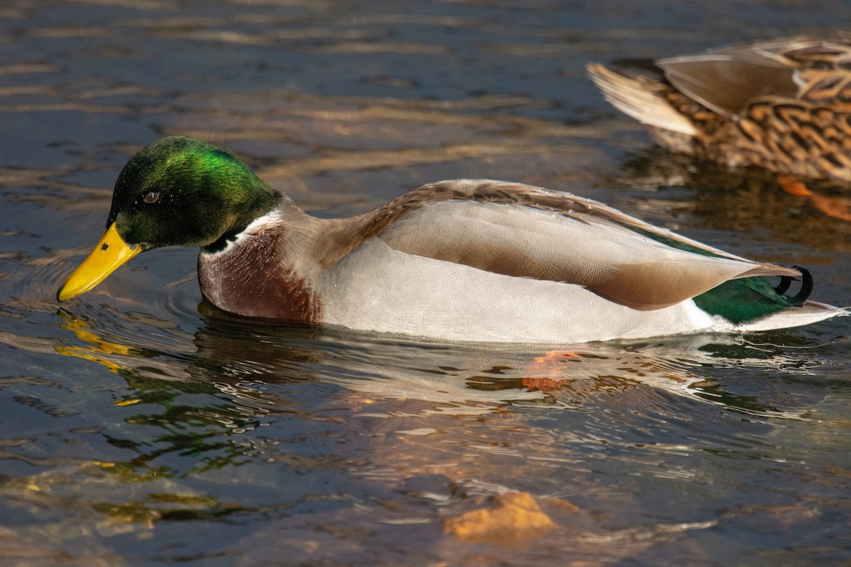 Mallard - Eric Seyferth