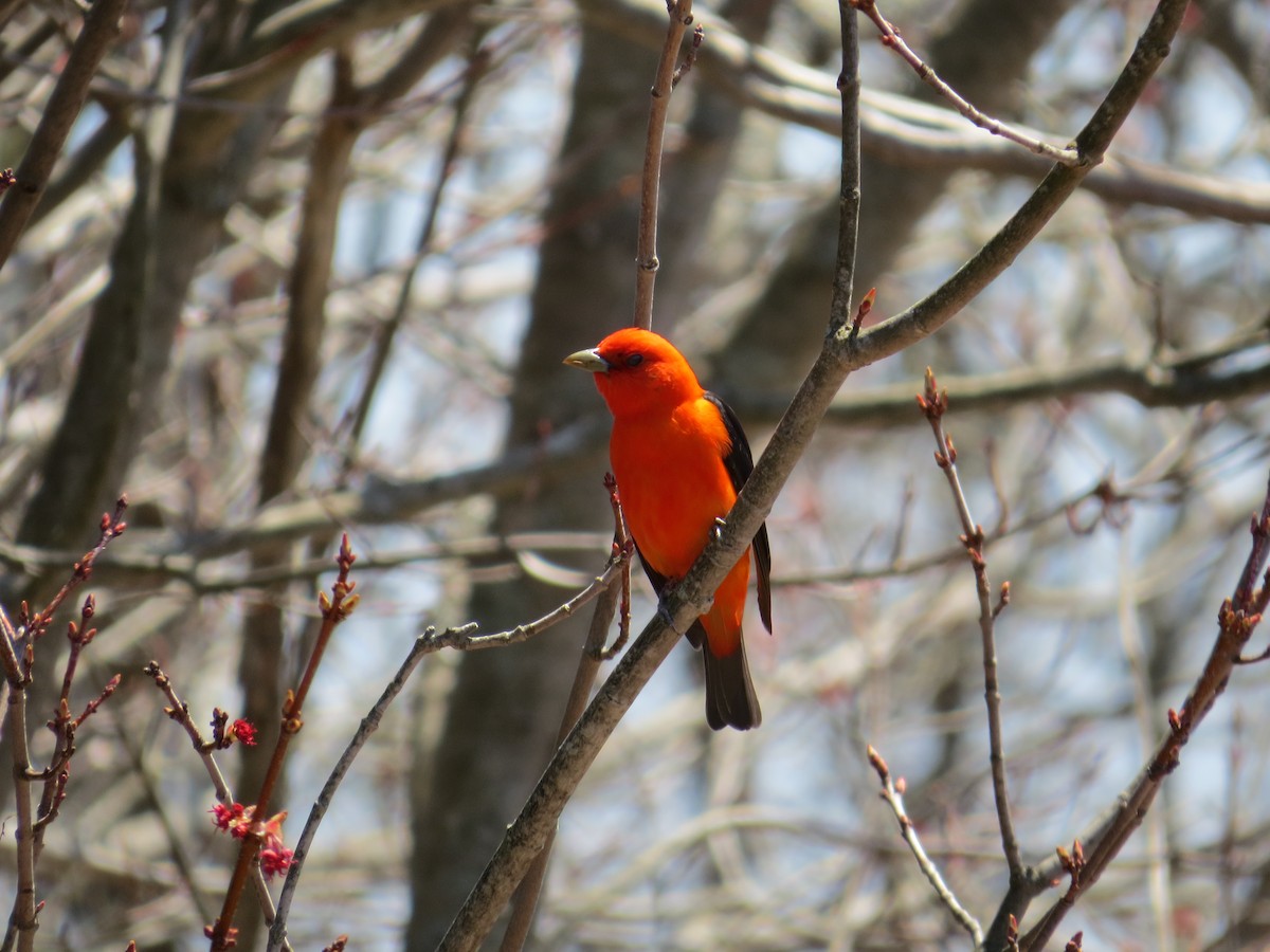 Scarlet Tanager - ML137876191