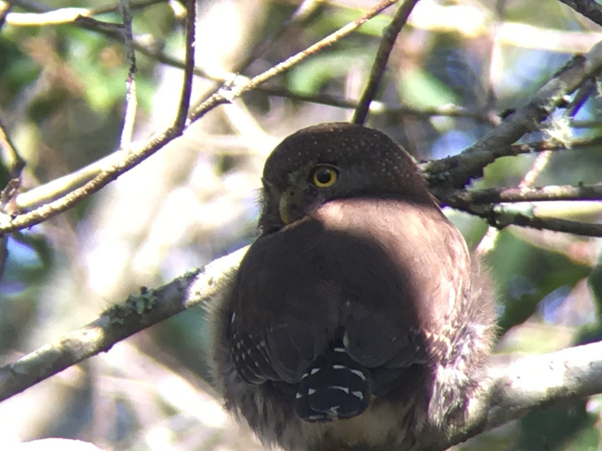 Tamaulipas Pygmy-Owl - ML137876471