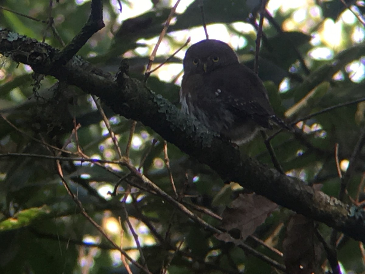 Chevêchette du Tamaulipas - ML137876511