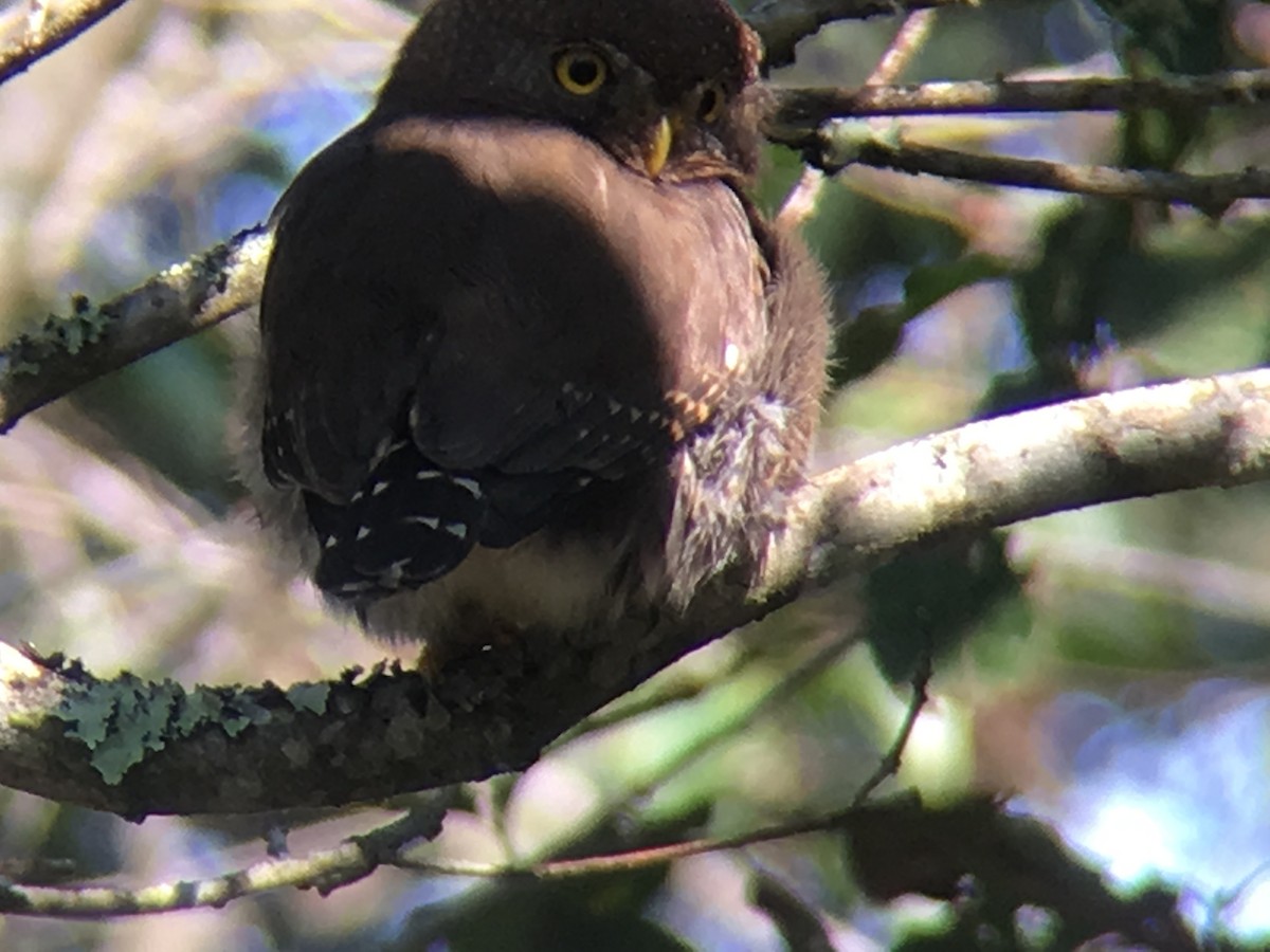 Tamaulipas Pygmy-Owl - ML137876521