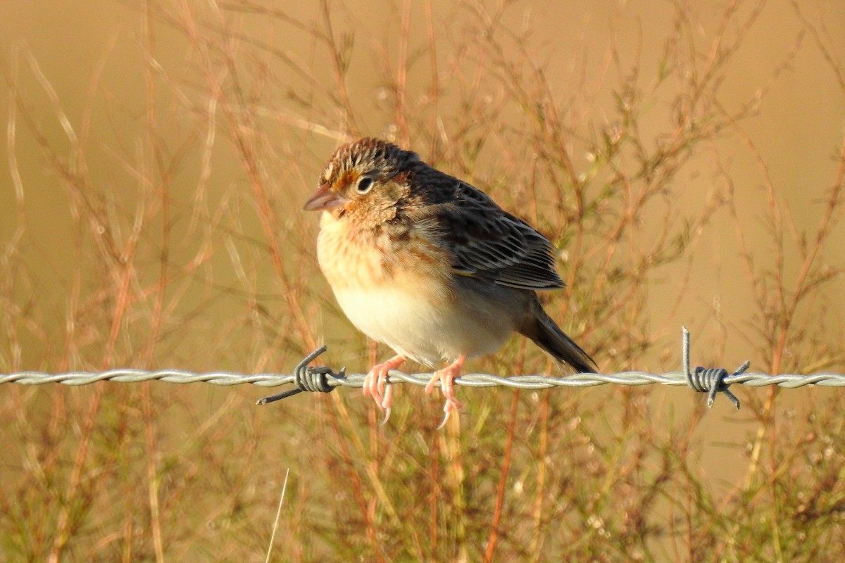 Grasshopper Sparrow - S. K.  Jones