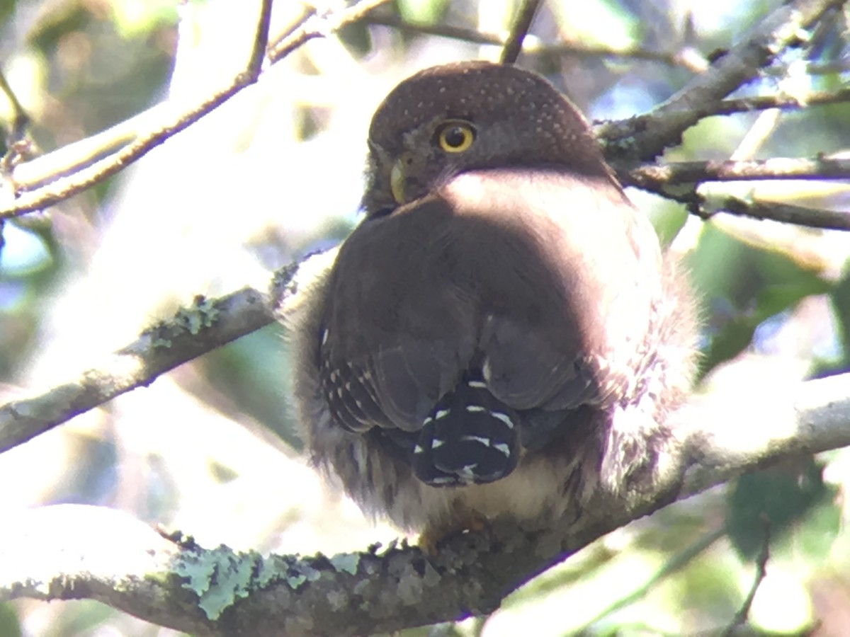 Tamaulipas Pygmy-Owl - ML137876561