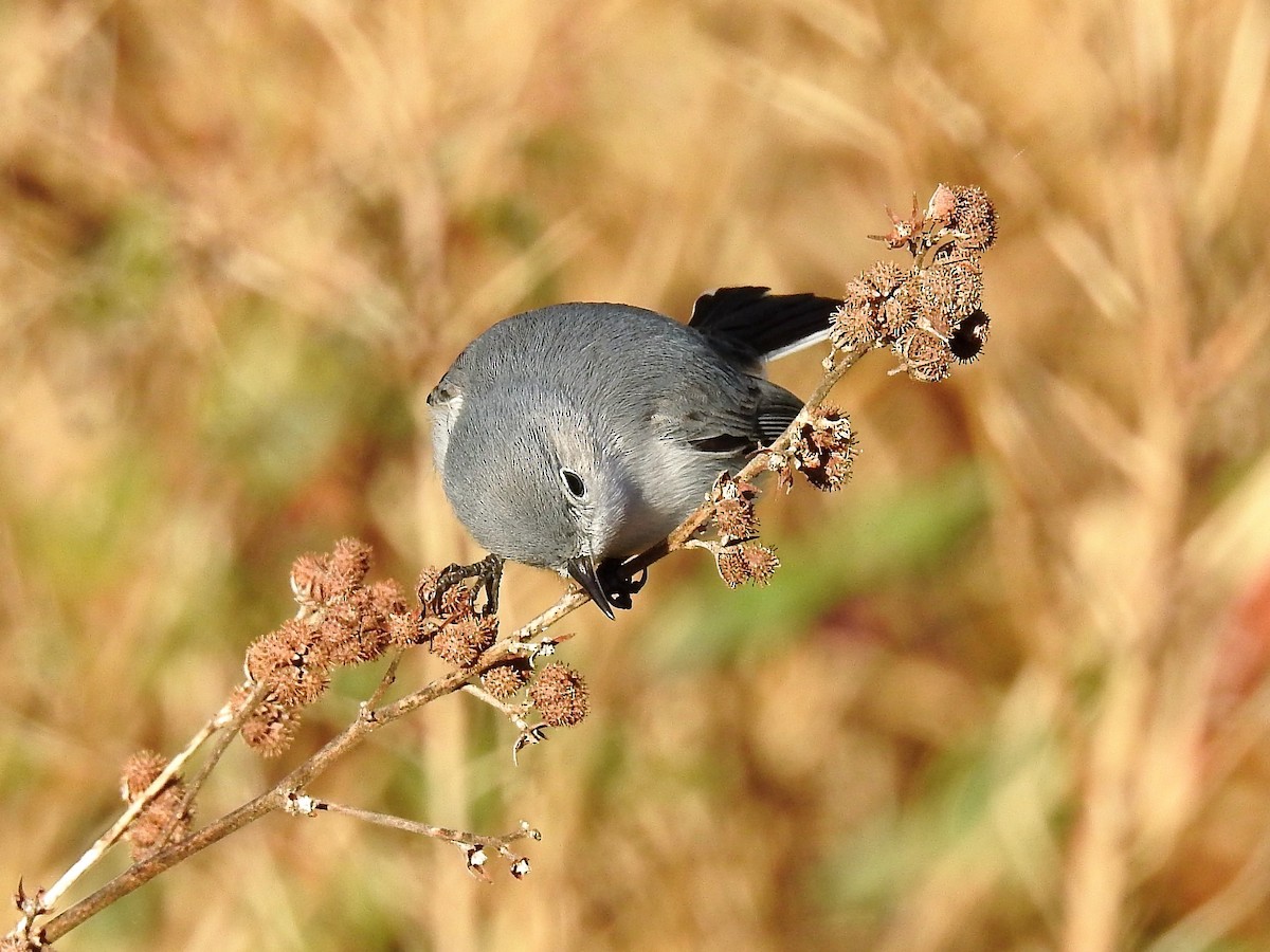 Blue-gray Gnatcatcher - ML137876631