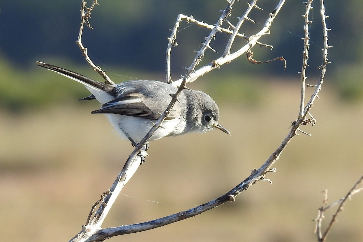 Blue-gray Gnatcatcher - ML137876681