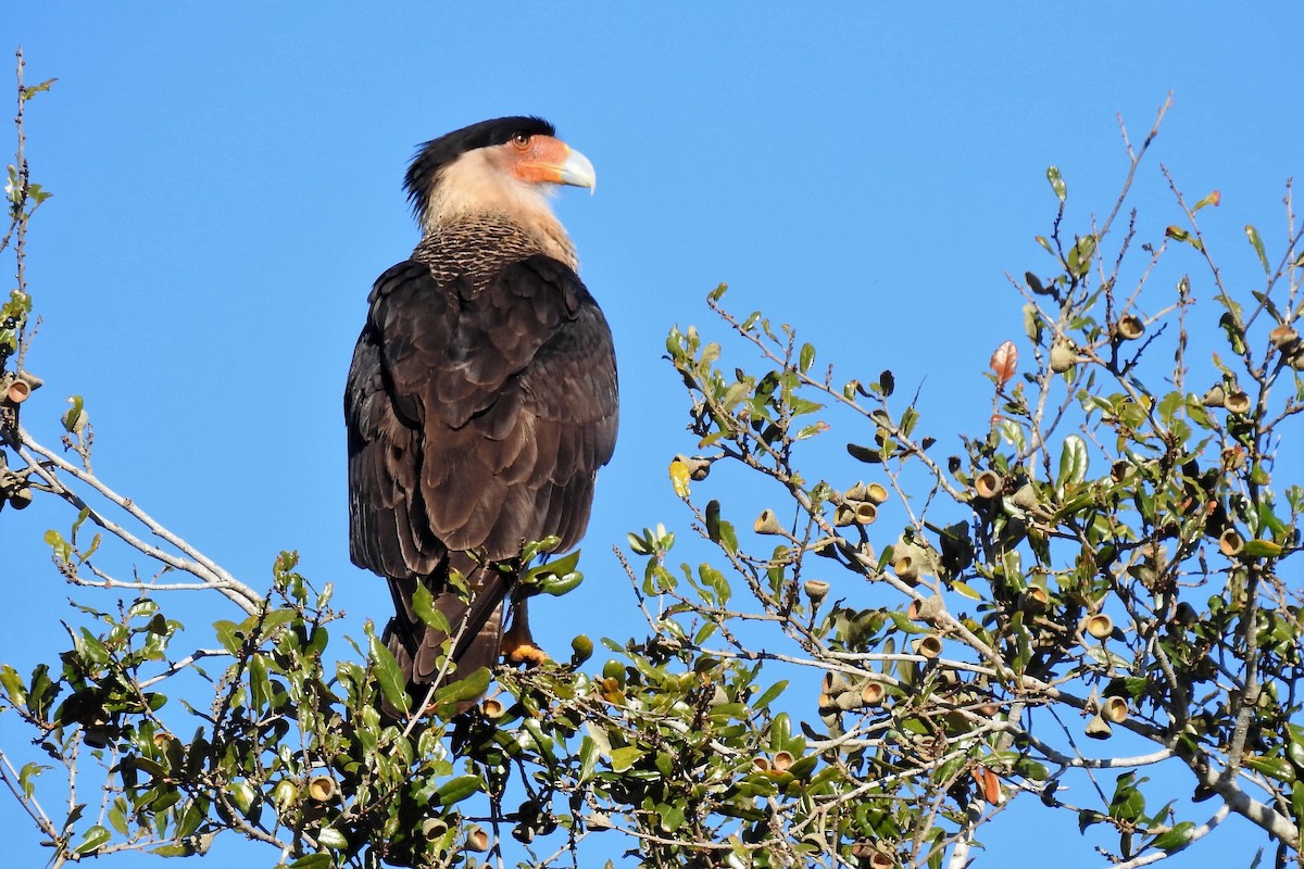 Crested Caracara (Northern) - ML137876711