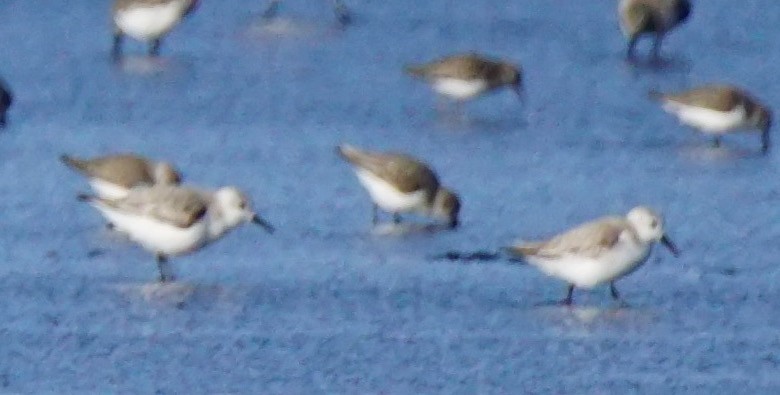 Sanderling - Nevine Jacob