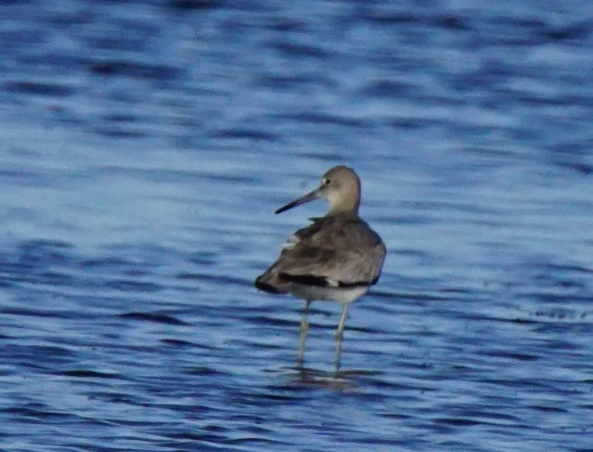 Willet - ML137879241