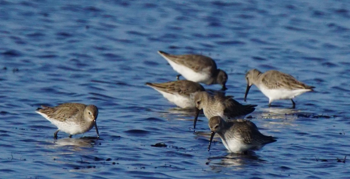 Dunlin - ML137879431