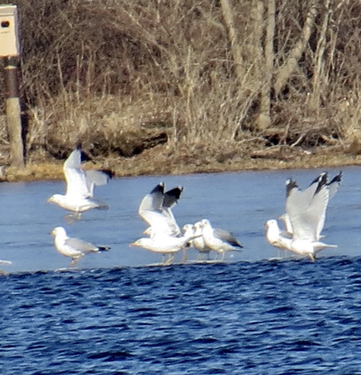 Lesser Black-backed Gull - Linda Grebe 🦅