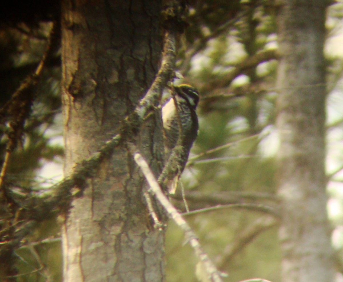 American Three-toed Woodpecker - ML137882391
