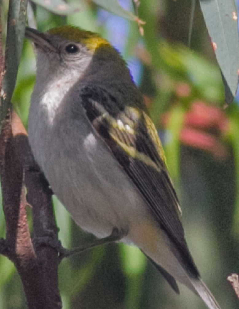 Chestnut-sided Warbler - ML137883581