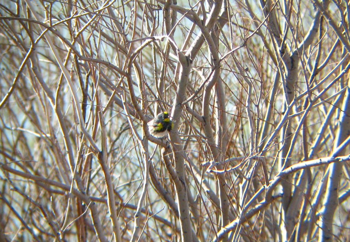 Yellow-rumped Warbler - ML137883681