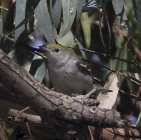Chestnut-sided Warbler - ML137883871