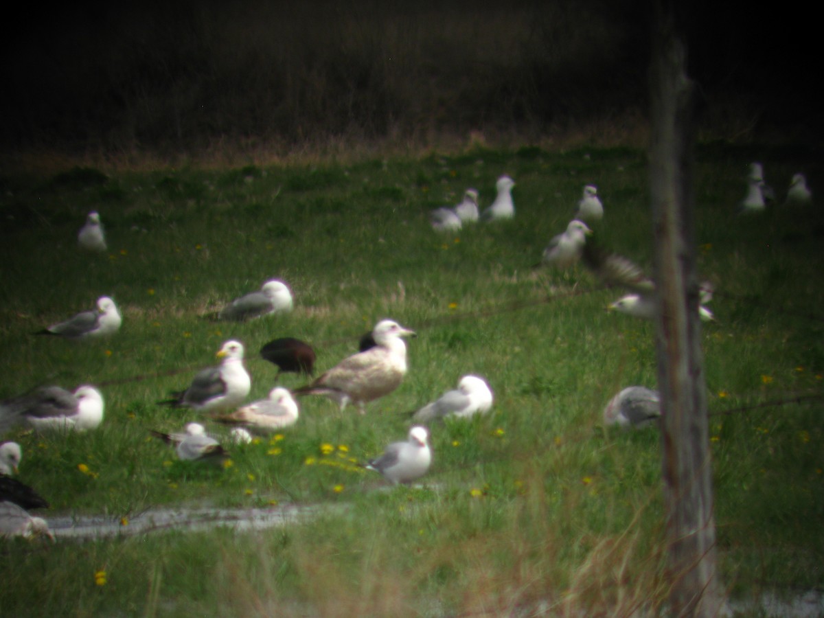 Goéland argenté - ML137884311