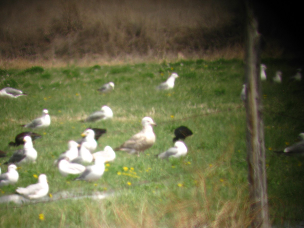 Herring Gull - Jethro Runco