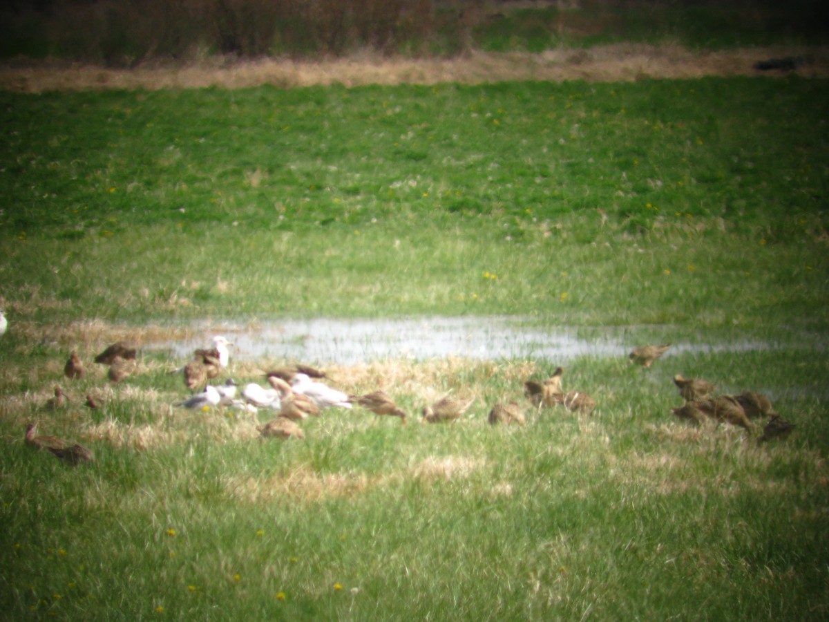 Marbled Godwit - ML137884391